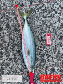 ハマチの釣果