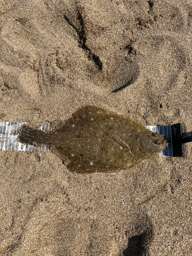 カレイの釣果