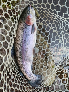 ニジマスの釣果