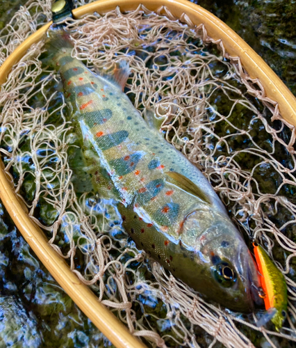 アマゴの釣果