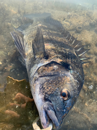 チヌの釣果