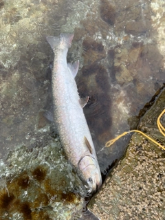 アメマスの釣果