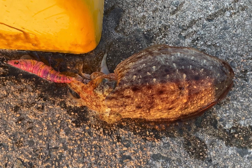 コウイカの釣果