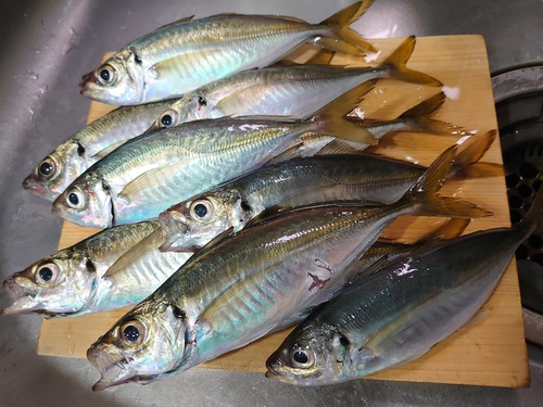 アジの釣果