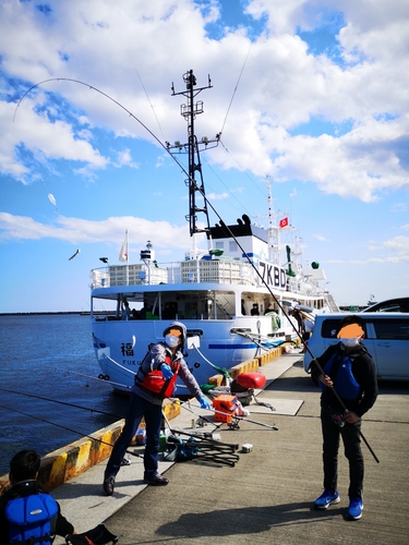 イワシの釣果