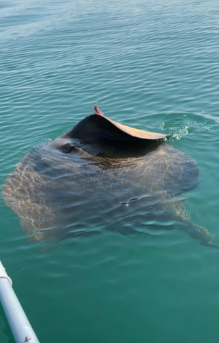 アカエイの釣果