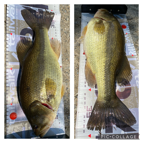 ブラックバスの釣果