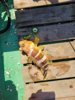 アオハタの釣果