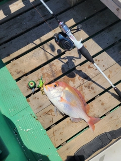 レンコダイの釣果