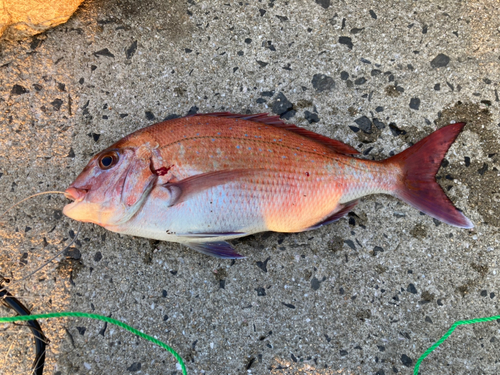 タイの釣果