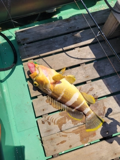 アオハタの釣果