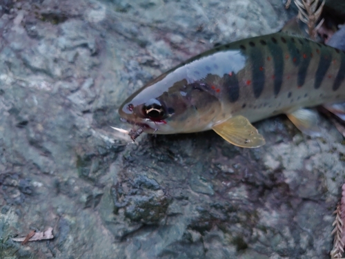 アマゴの釣果