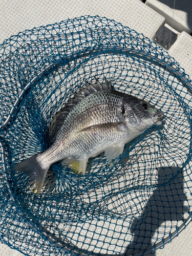 キチヌの釣果