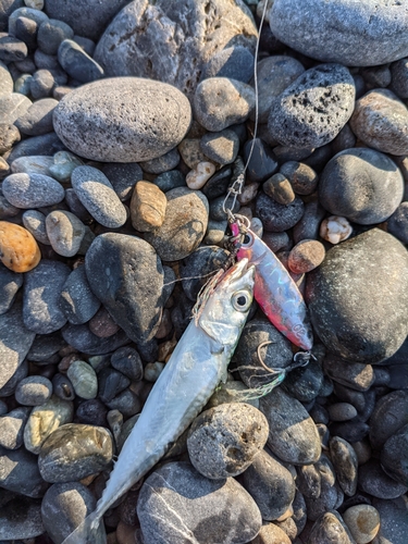 サバの釣果