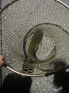 ナマズの釣果