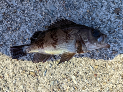 メバルの釣果