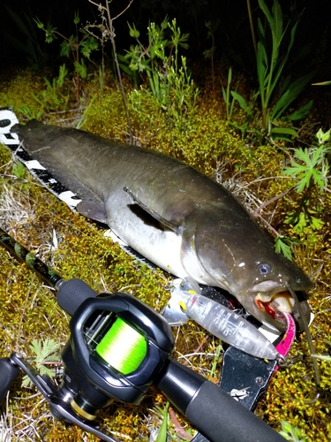 ナマズの釣果