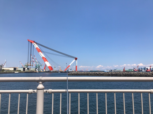 イワシの釣果