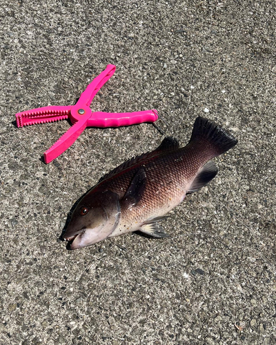 コブダイの釣果