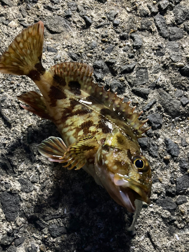 ガシラの釣果