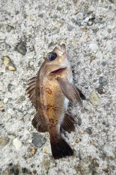 メバルの釣果