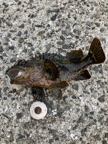 タケノコメバルの釣果