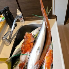 ブリの釣果