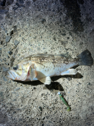 クロソイの釣果