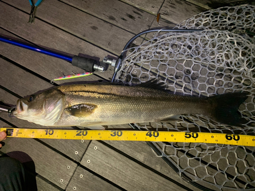 シーバスの釣果