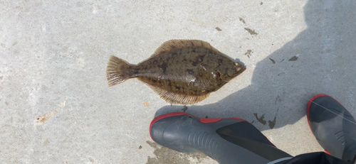 カレイの釣果