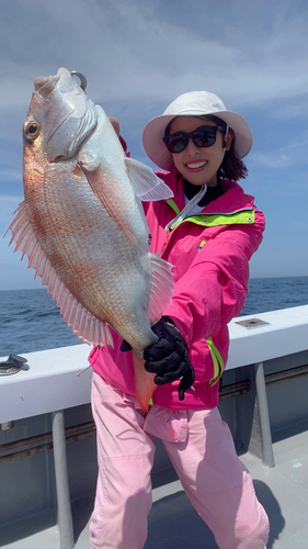 マダイの釣果