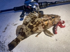 タケノコメバルの釣果