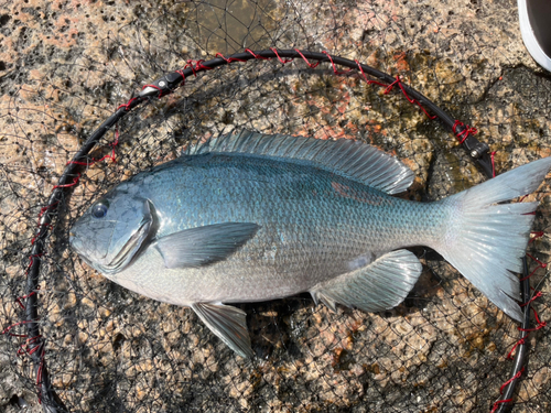 クチブトグレの釣果