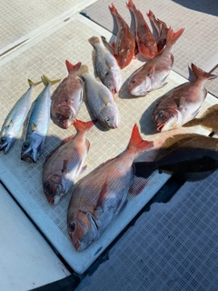 マダイの釣果