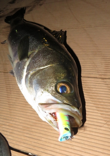 シーバスの釣果