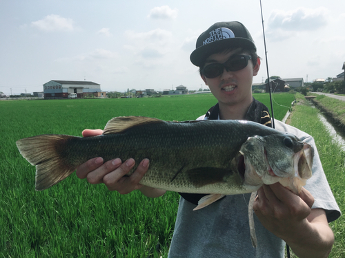 ブラックバスの釣果