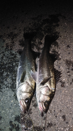 シーバスの釣果