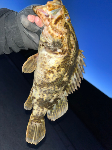 ベッコウゾイの釣果