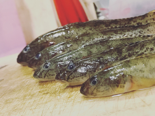 マハゼの釣果