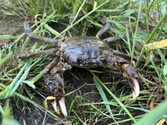 カニの釣果