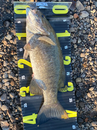 スモールマウスバスの釣果