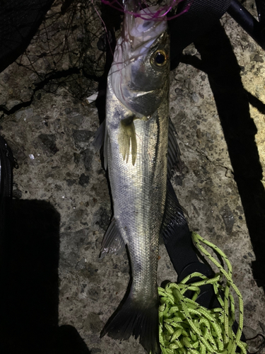 セイゴ（マルスズキ）の釣果