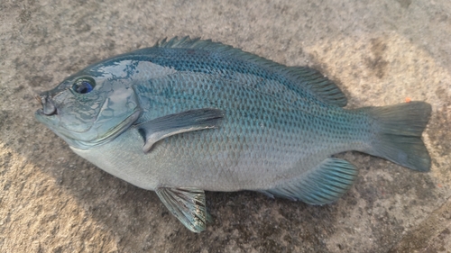 メジナの釣果