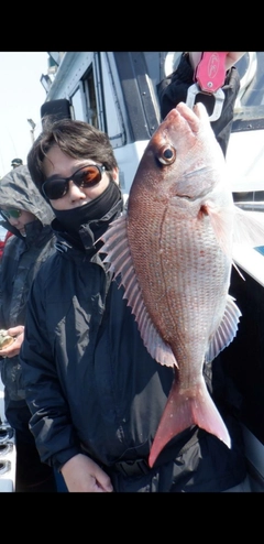 マダイの釣果