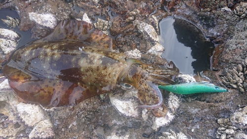 アオリイカの釣果