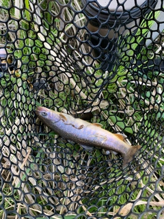 イワナの釣果