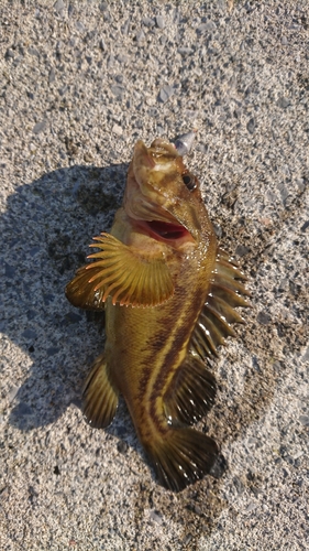 シマソイの釣果