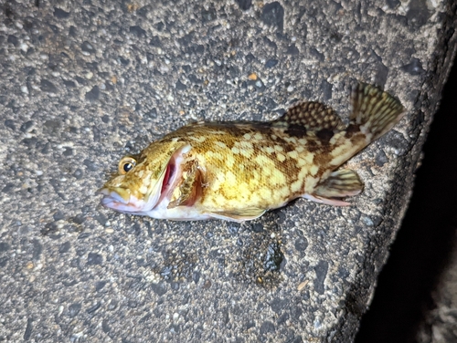 タケノコメバルの釣果