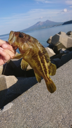 シマソイの釣果