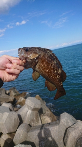 ガヤの釣果